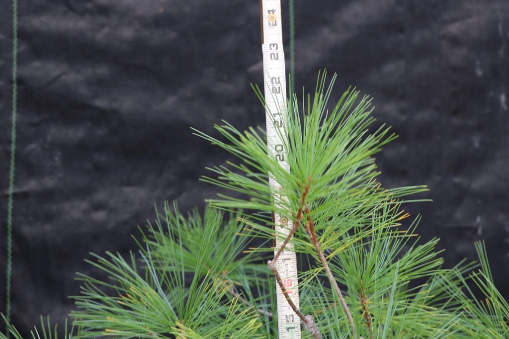 Eastern White Pine Bonsai Tree Size