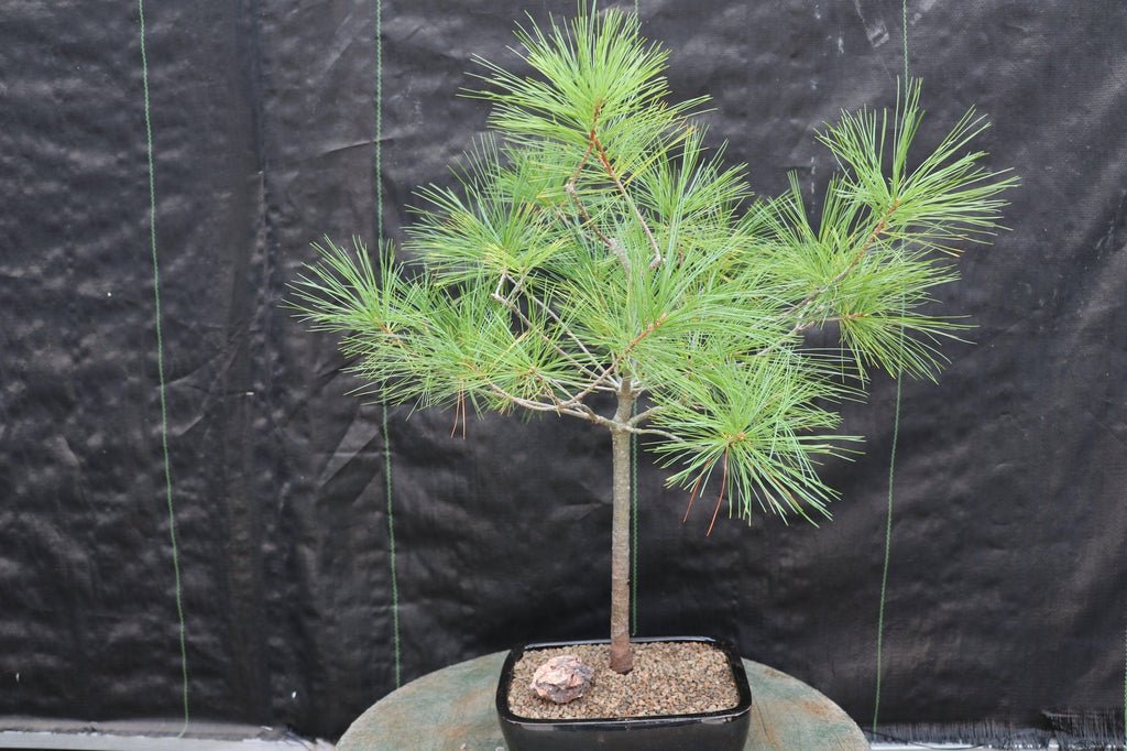 Eastern White Pine Bonsai Tree