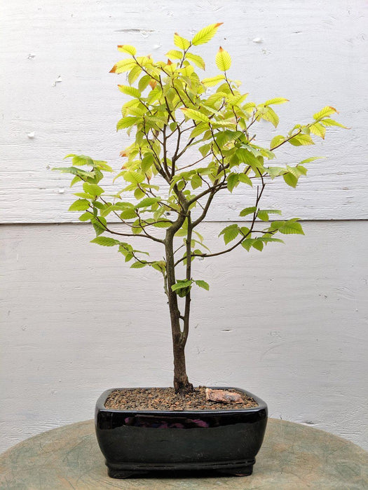 European Hornbeam Bonsai Tree Profile