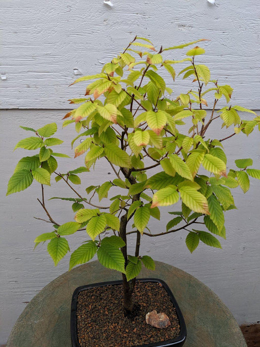 European Hornbeam Bonsai Tree Canopy