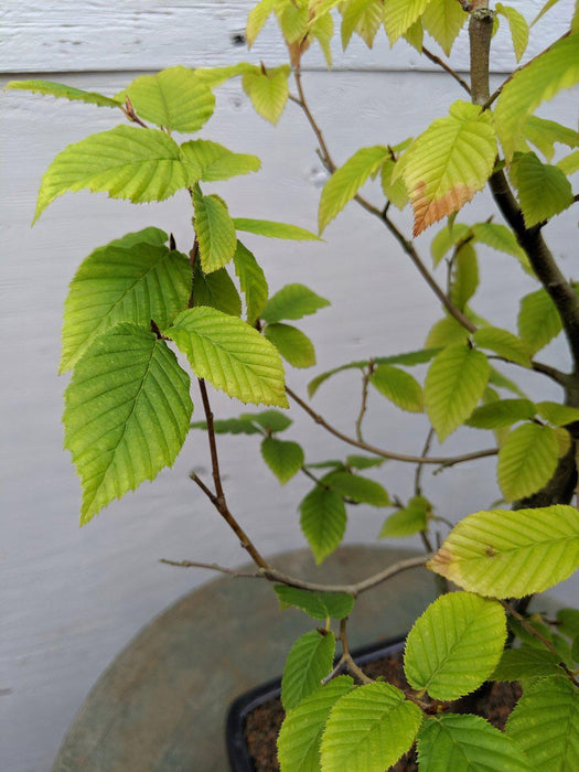 European Hornbeam Bonsai Tree Leaves