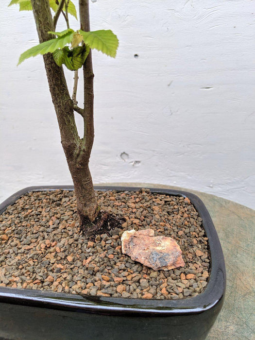 European Hornbeam Bonsai Tree Trunk