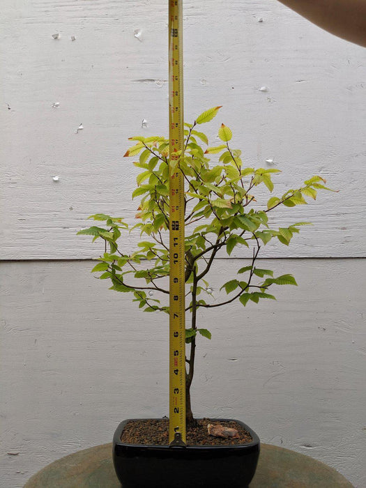 European Hornbeam Bonsai Tree Size