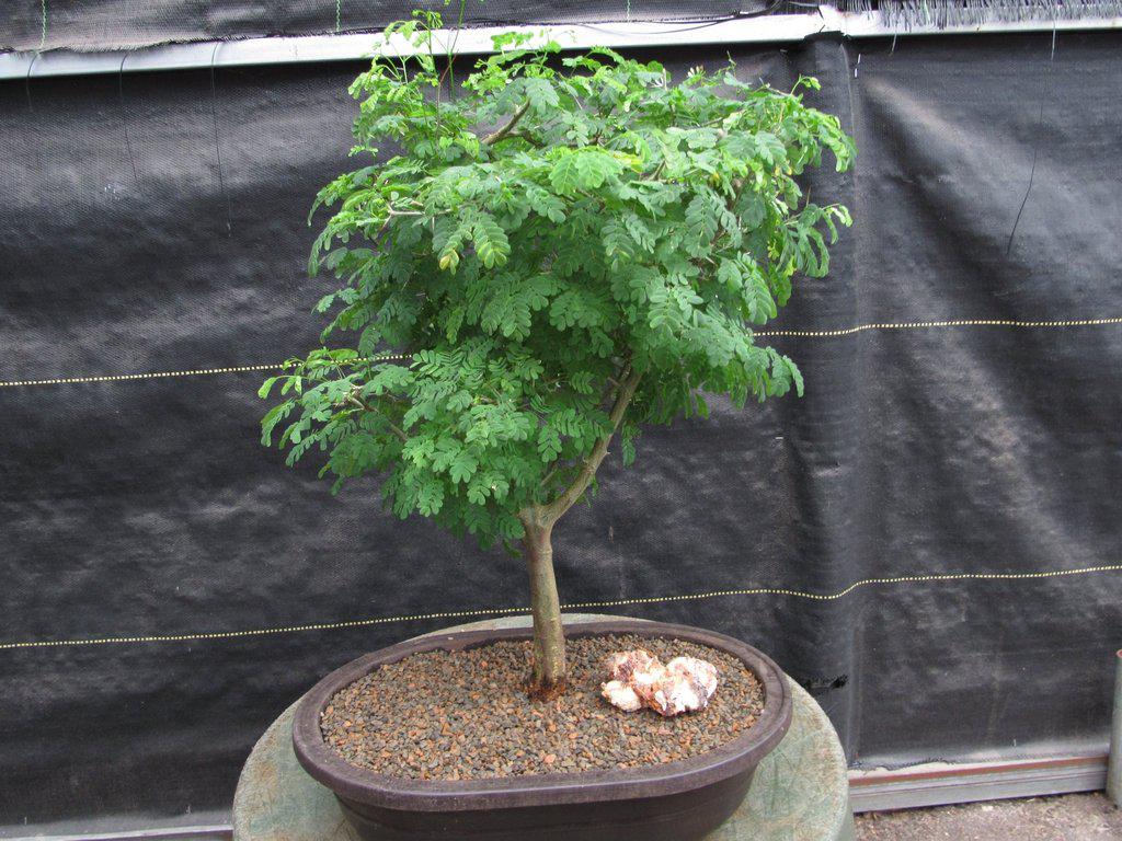 Extra Large Flowering Brazilian Raintree Bonsai Tree