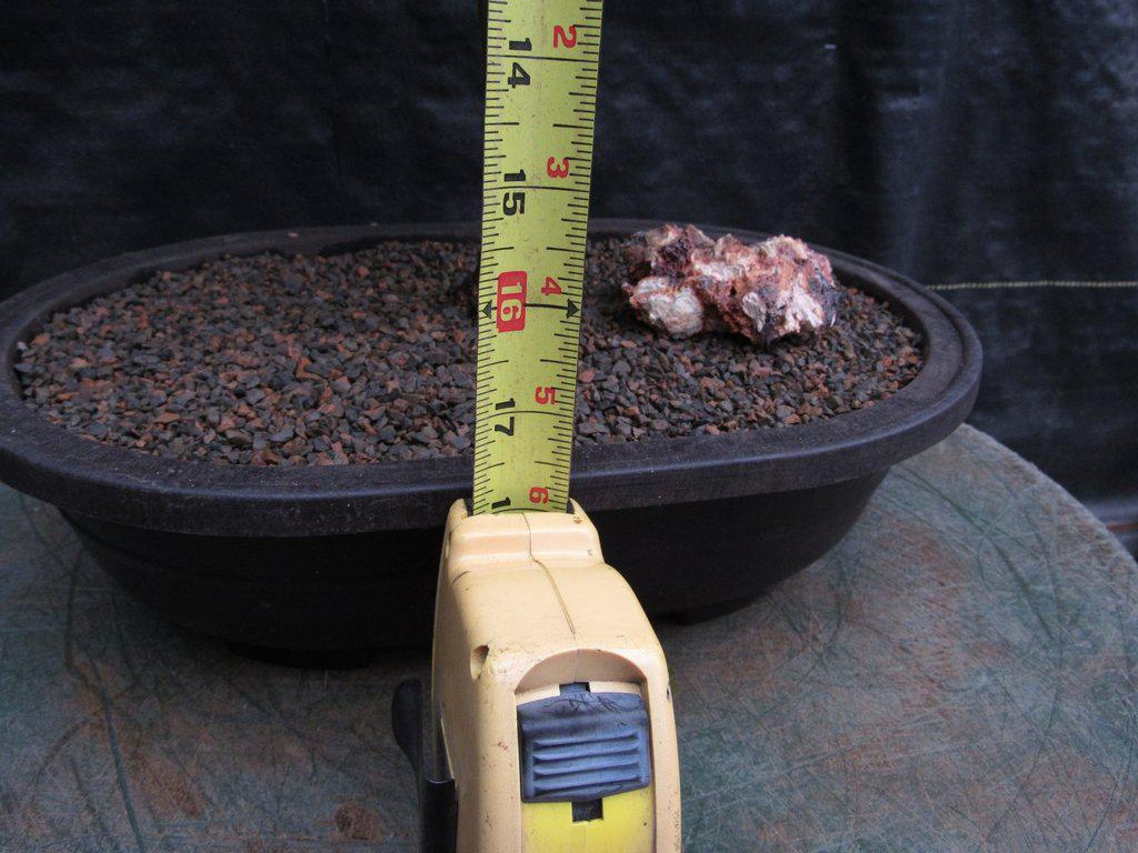 Extra Large Flowering Brazilian Raintree Bonsai Tree