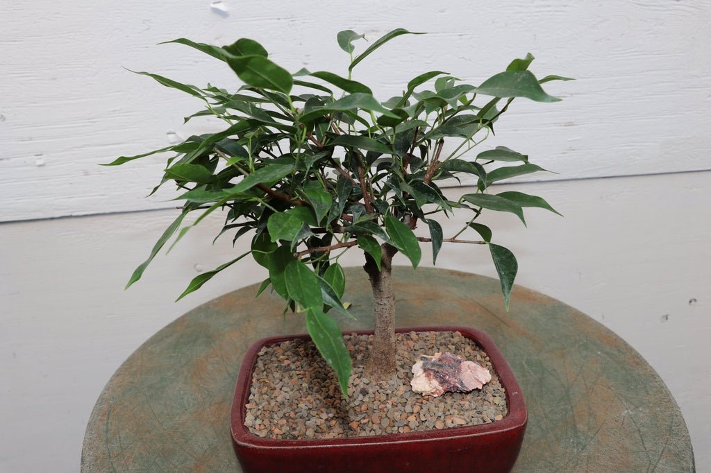 Ficus Midnight Bonsai Tree Leaves