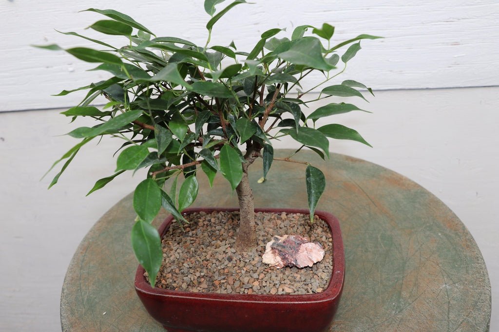 Ficus Midnight Bonsai Tree Canopy
