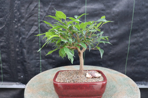 Ficus Midnight Bonsai Tree