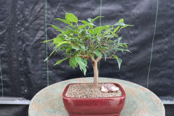 ficus religiosa bonsai tree Ficus Midnight Bonsai Tree
