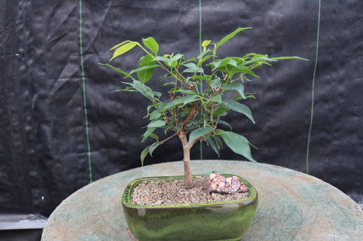 Small Ficus Midnight Bonsai Tree