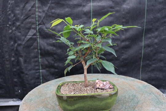 Ficus Midnight Bonsai Tree