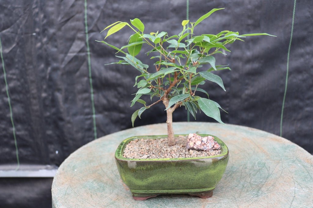 Small Ficus Midnight Bonsai Tree Front