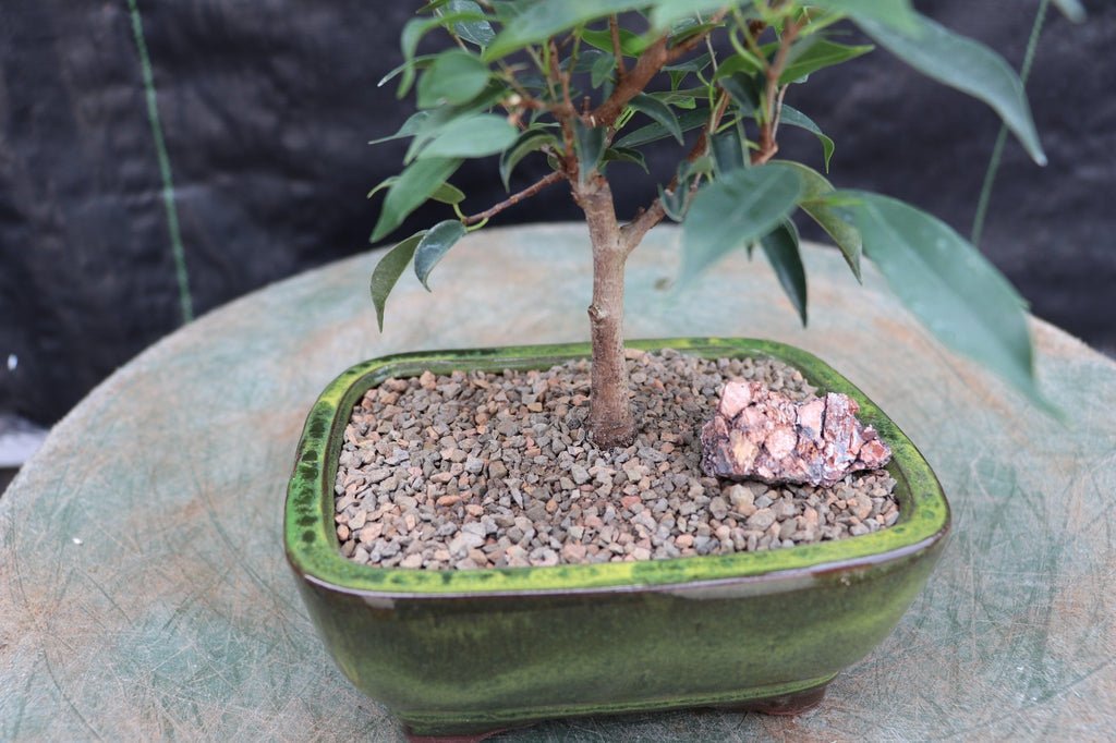 Small Ficus Midnight Bonsai Tree Bark