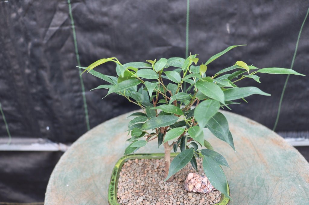 Small Ficus Midnight Bonsai Tree Canopy