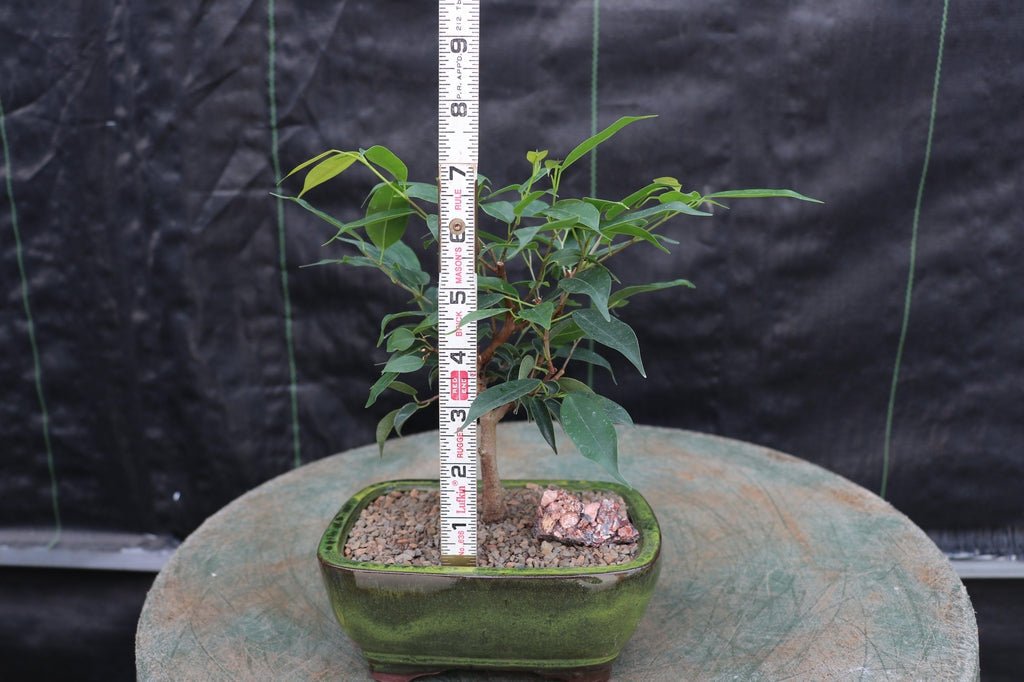 Small Ficus Midnight Bonsai Tree Size