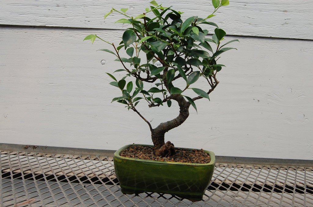 Banyan Fig Bonsai Tree