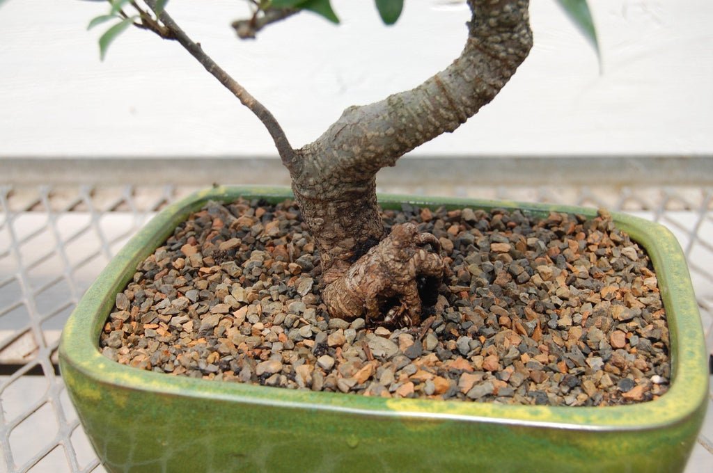 Ficus Retusa Bonsai Tree Roots