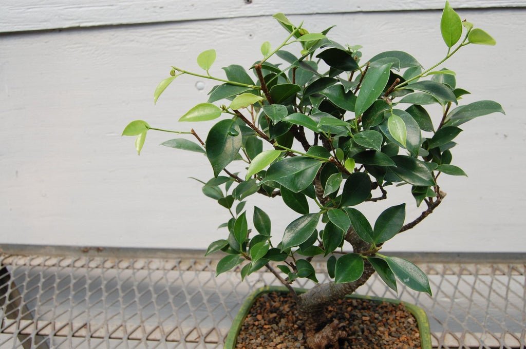 Ficus Retusa Bonsai Tree Canopy