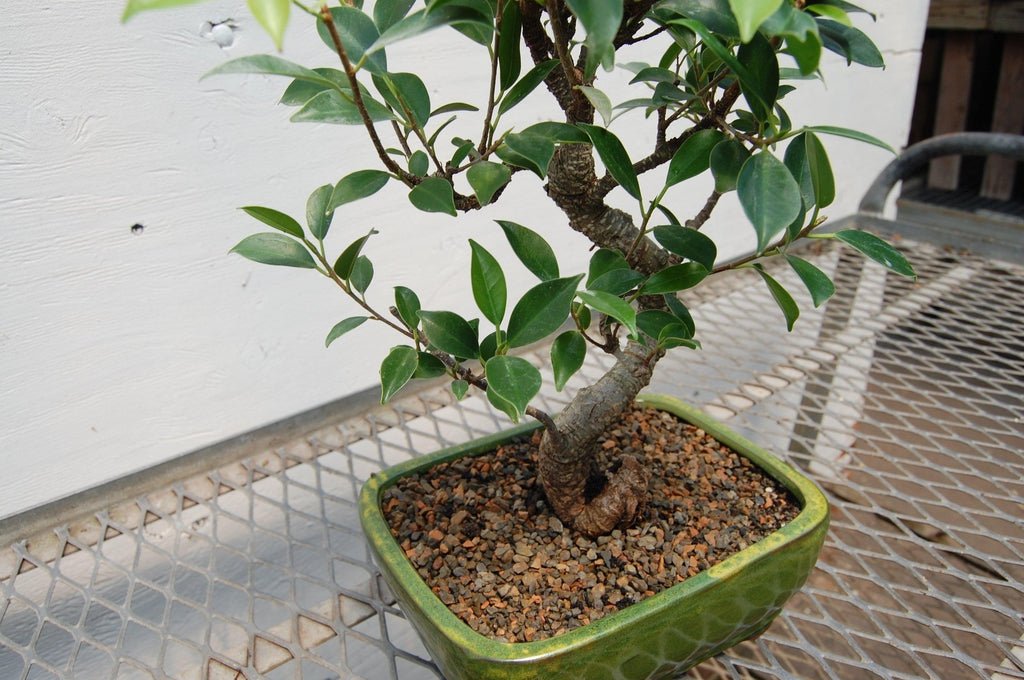 Ficus Retusa Bonsai Tree Style