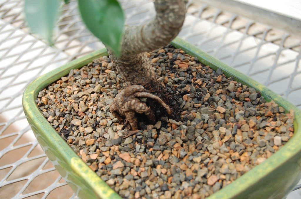 Banyan Fig Bonsai Tree Roots