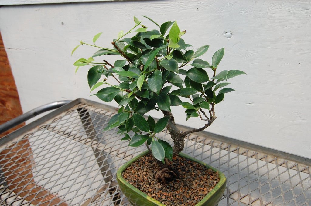 Ficus Retusa Bonsai Tree Shape