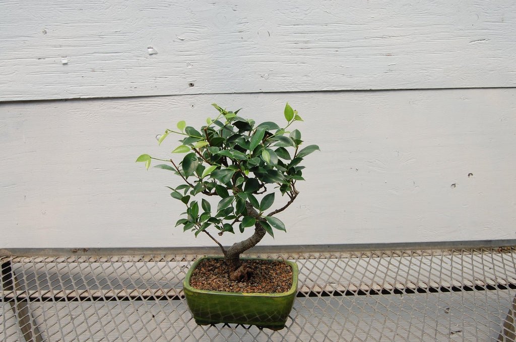 Ficus Retusa Bonsai Tree Curved Trunk