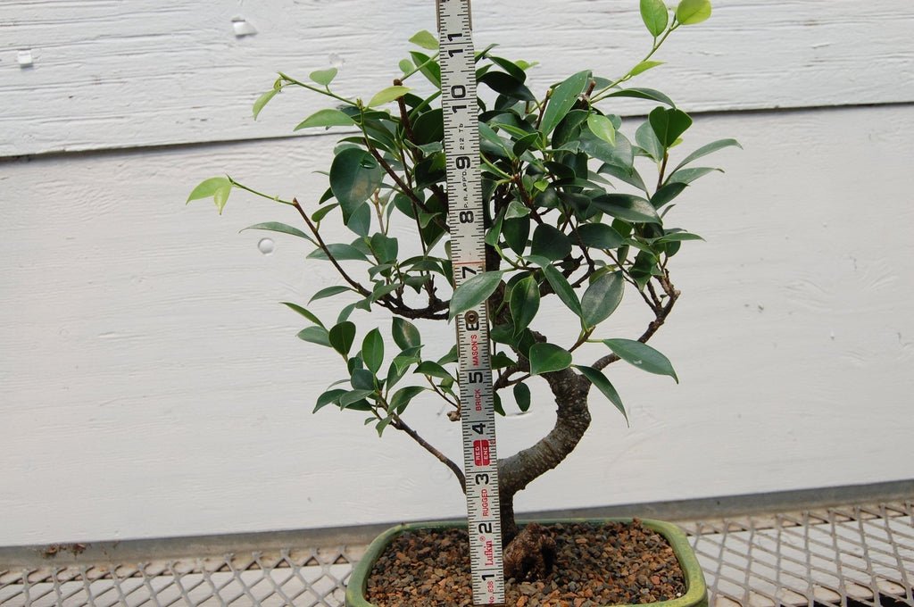 Ficus Retusa Bonsai Tree Height