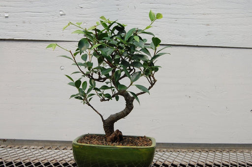 Ficus Retusa Bonsai Tree