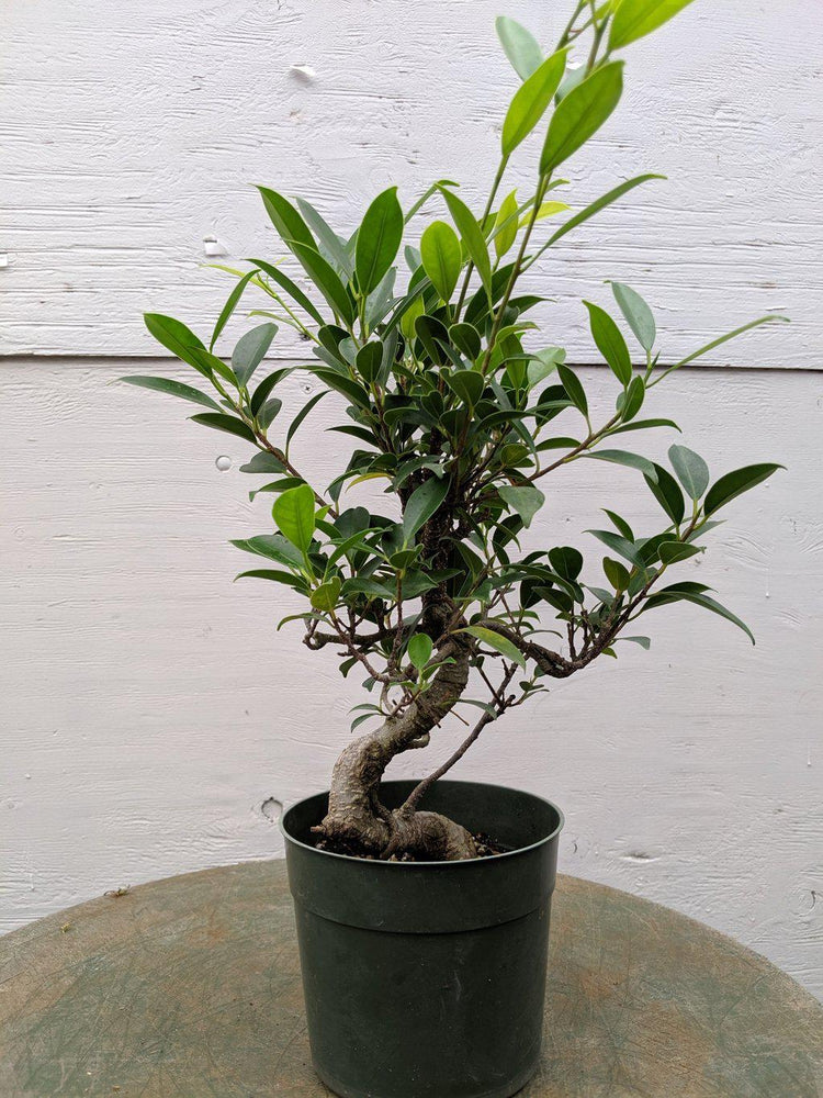 Ficus Retusa Pre Bonsai Tree