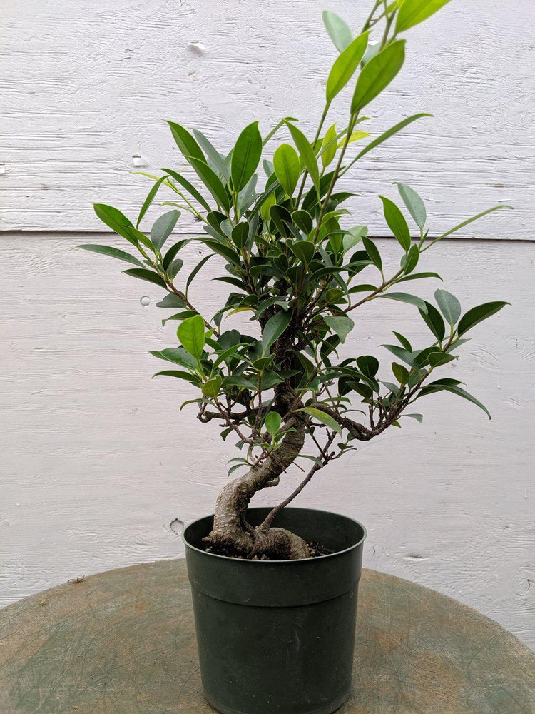 buy pre bonsai trees Ficus Retusa Pre Bonsai Tree