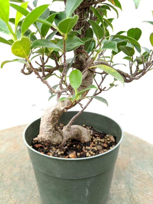 Ficus Retusa Pre Bonsai Tree Close Up