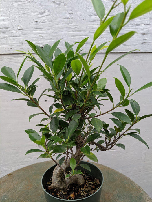 Ficus Retusa Pre Bonsai Tree Leaves