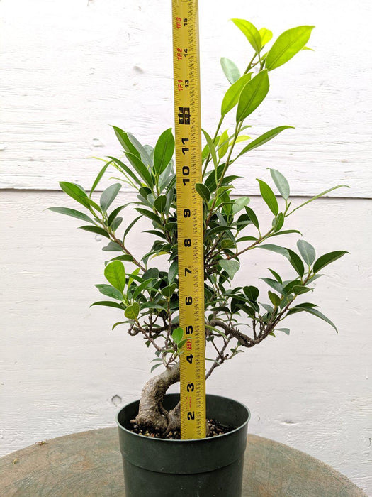 Ficus Retusa Pre Bonsai Tree Size