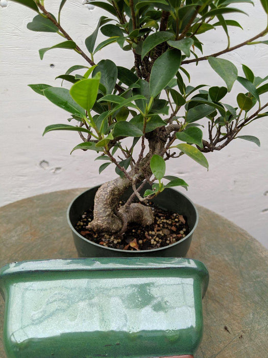 Ficus Retusa Pre Bonsai Tree With DIY Kit Pot