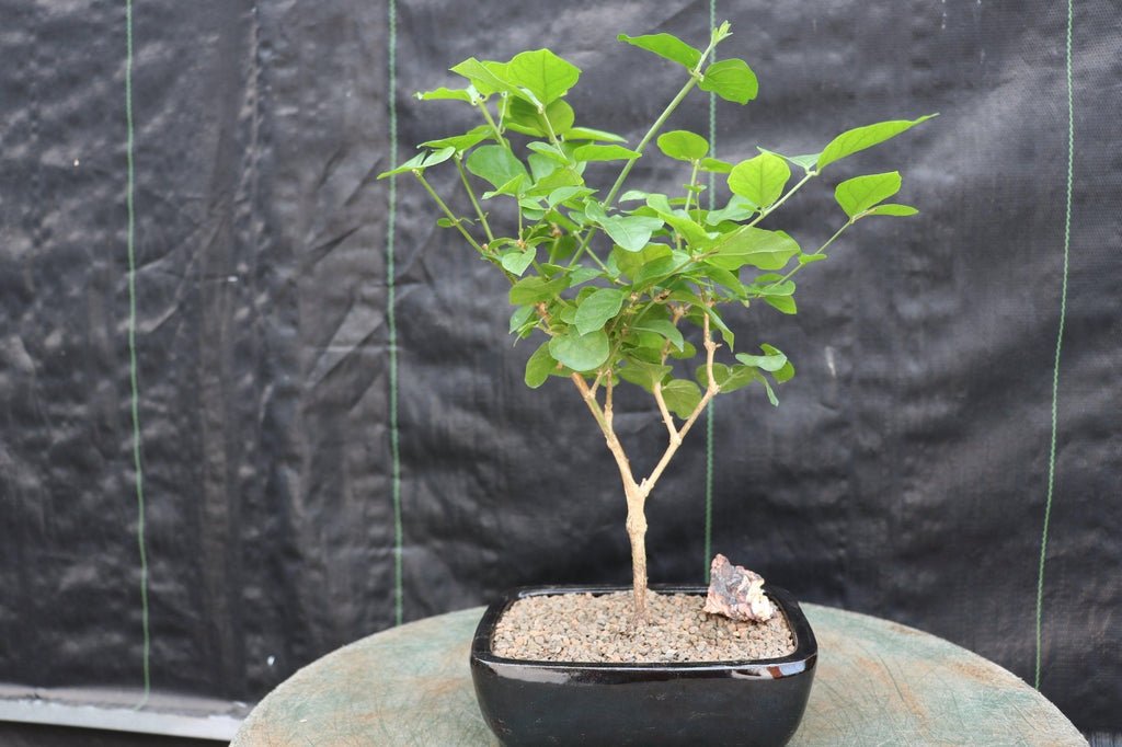 Arabian Jasmine Bonsai Tree