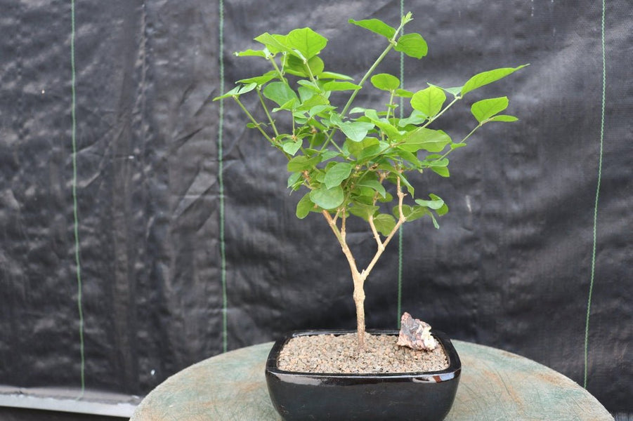 jasmine tree bonsai Flowering Arabian Jasmine Bonsai Tree