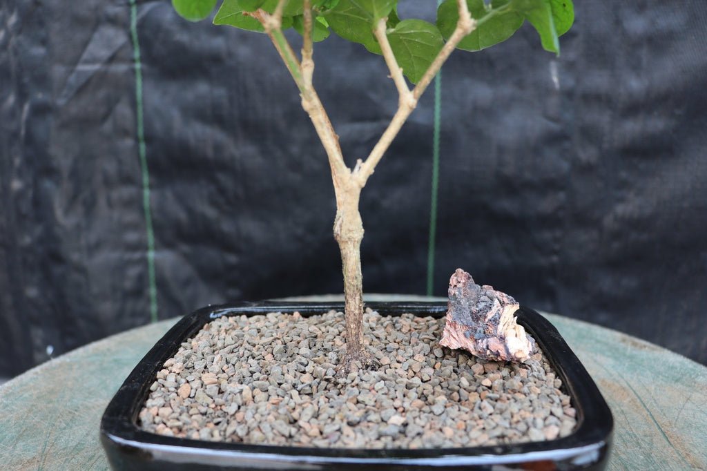 Arabian Jasmine Bonsai Tree Trunk