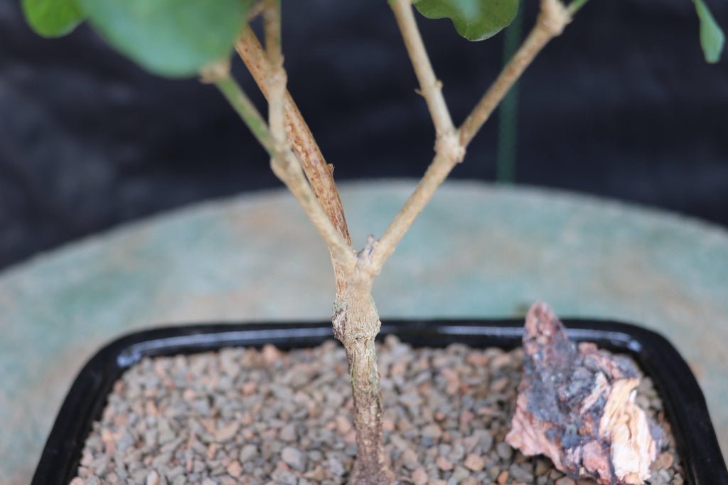 Arabian Jasmine Bonsai Tree Bark