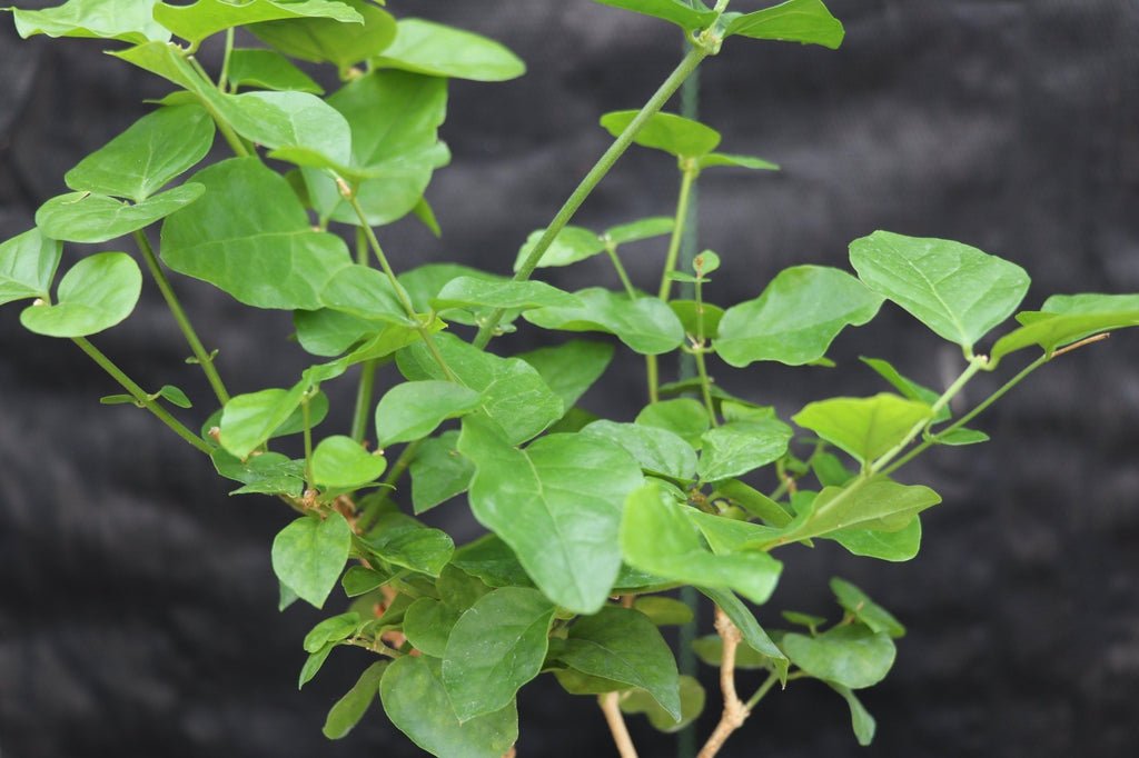 Arabian Jasmine Bonsai Tree Foliage