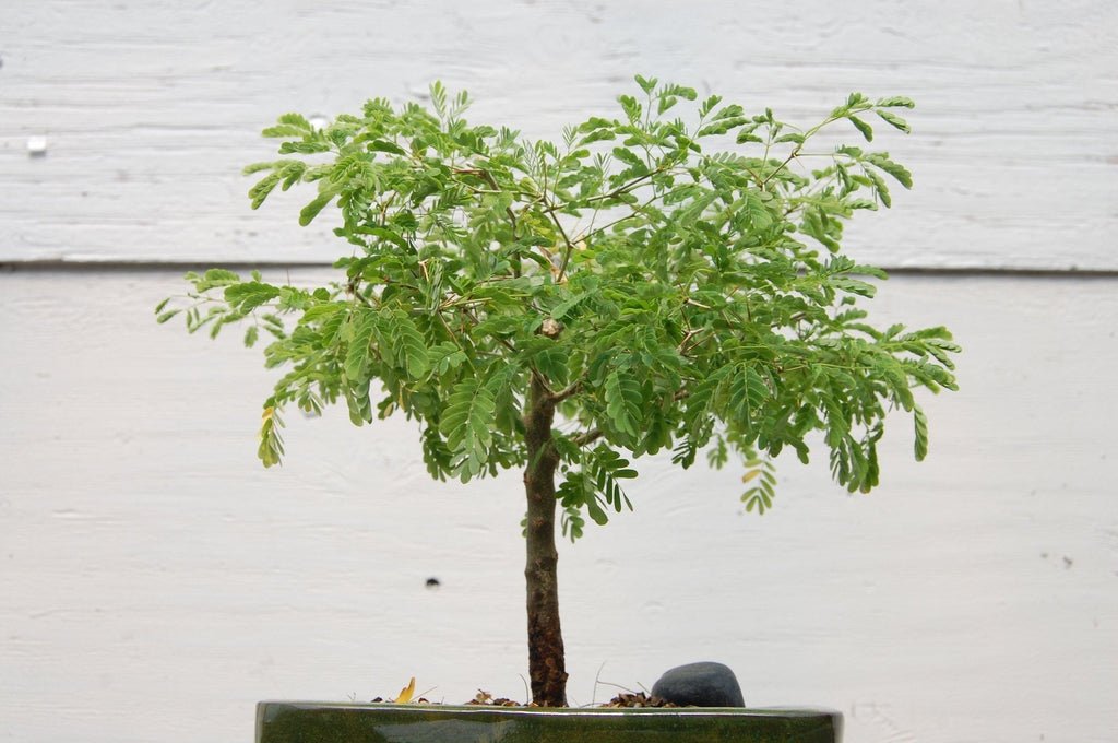 Flowering Brazilian Raintree Bonsai Tree Trunk