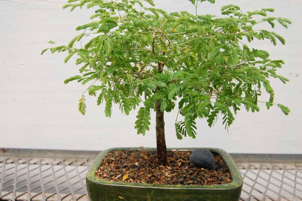 Flowering Brazilian Raintree Bonsai Tree Profile