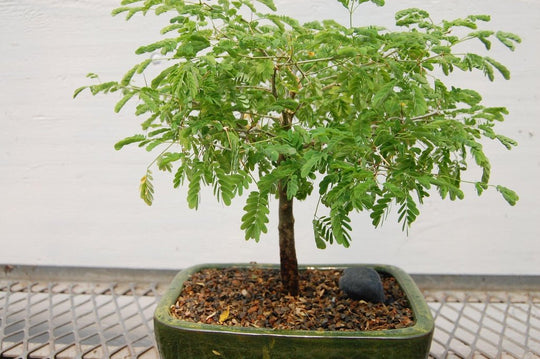brazilian rainforest tree bonsai Flowering Brazilian Raintree Bonsai Tree