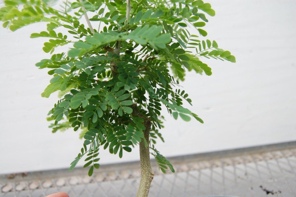 Flowering Brazilian Raintree Bonsai Tree Leaves