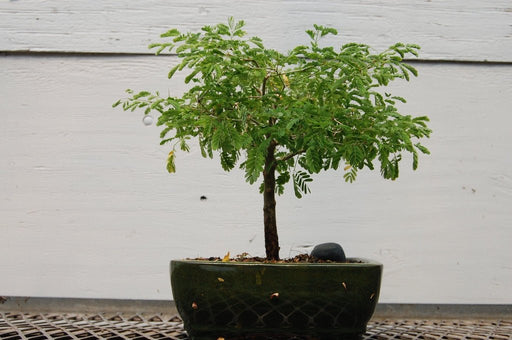 Flowering Brazilian Raintree Bonsai Tree