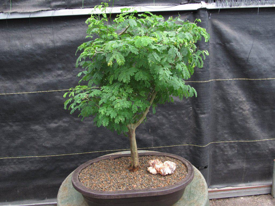 Large Flowering Brazilian Raintree Bonsai Tree Profile