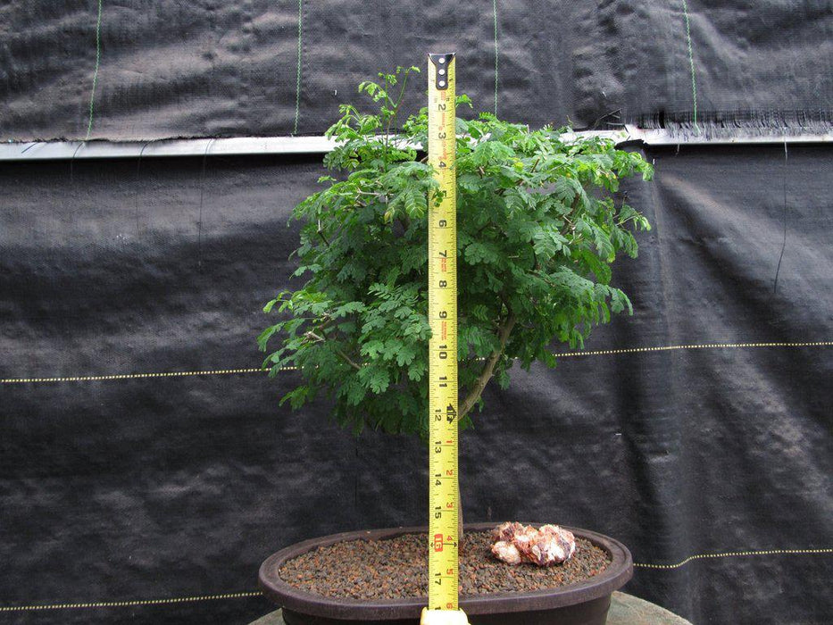 Large Flowering Brazilian Raintree Bonsai Tree Height