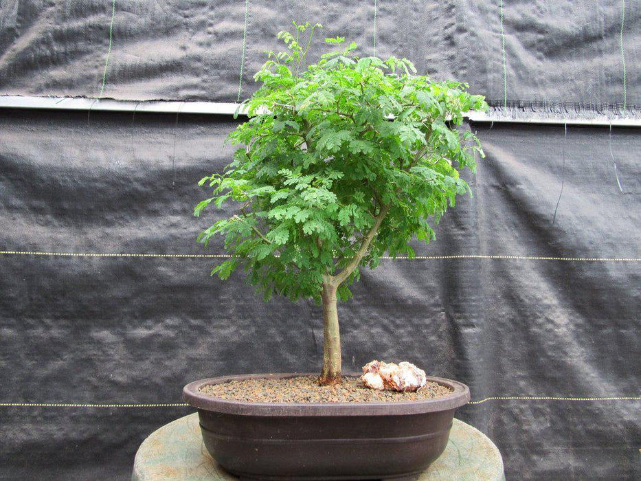 Large Flowering Brazilian Raintree Bonsai Tree Profile