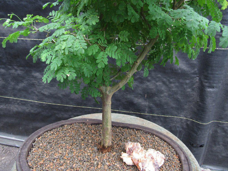 Large Flowering Brazilian Raintree Bonsai Tree Trunk