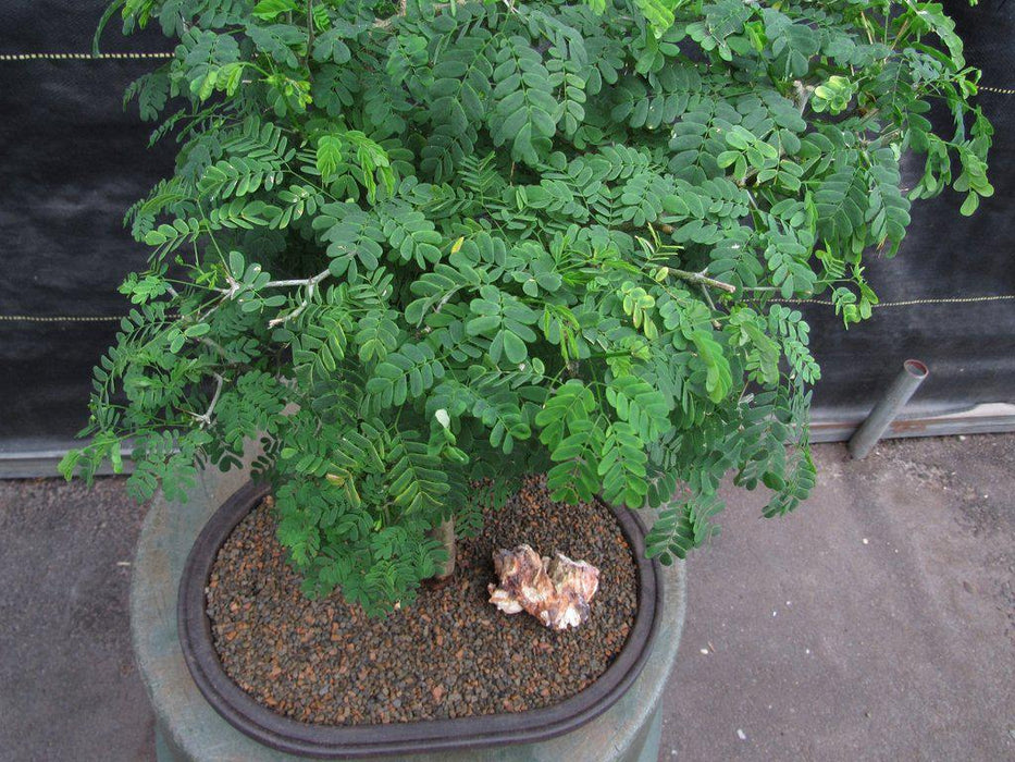 Large Flowering Brazilian Raintree Bonsai Tree Canopy