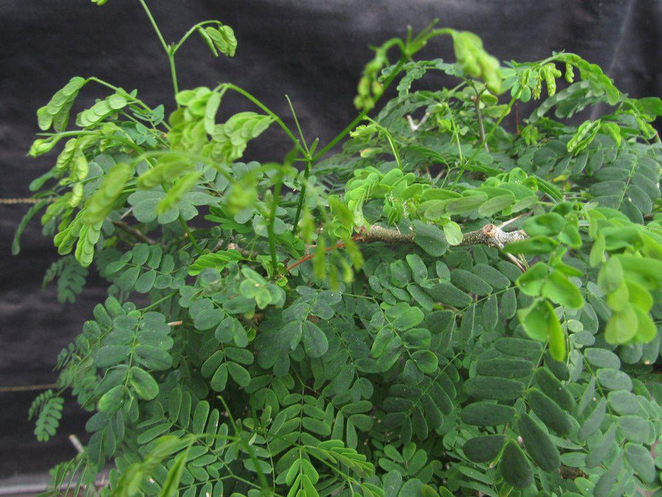 Large Flowering Brazilian Raintree Bonsai Tree Leaves